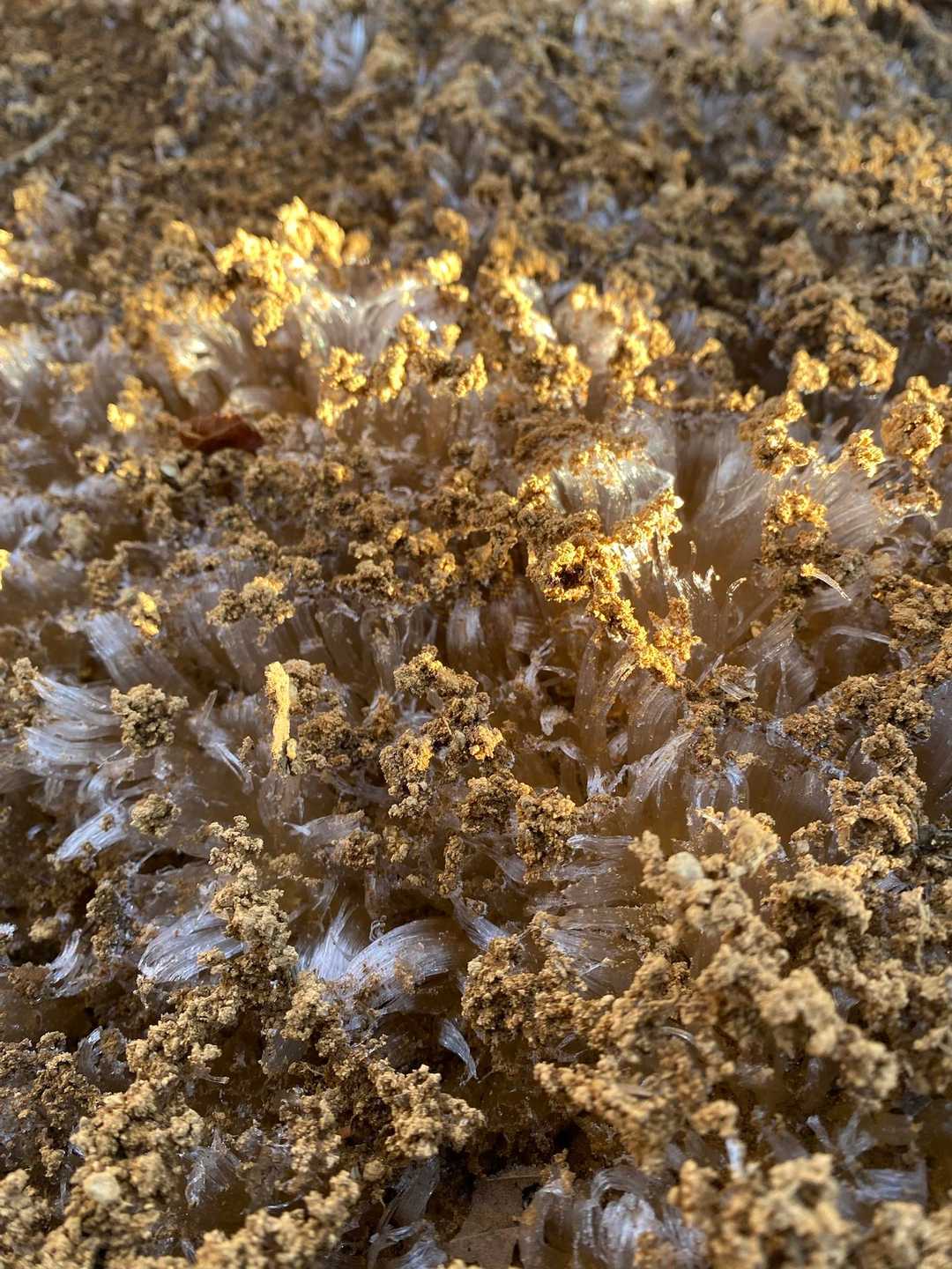 霜の降りる季節ですね🥶