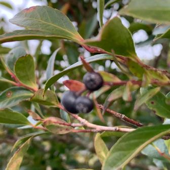 シシャンボ☑️