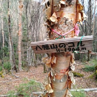 金峰山（日本百名山）御嶽古道〜八幡尾根 / Amarilloの登山データ