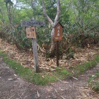 川上岳へ　行きたかった300名山