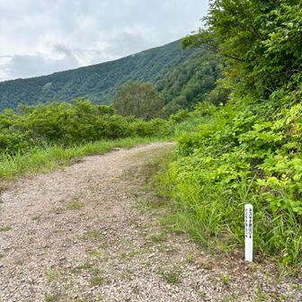 浅草の鐘を鳴らした後は、サンカヨウを探しながらの林道歩き。