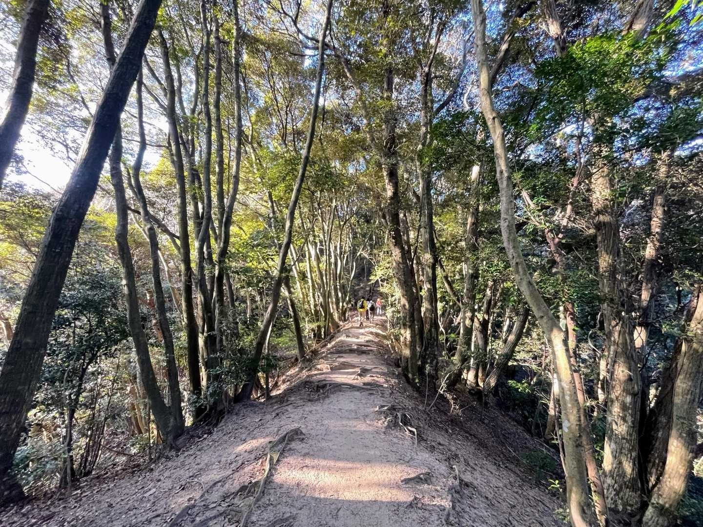 歩きやすい山道、心地良い