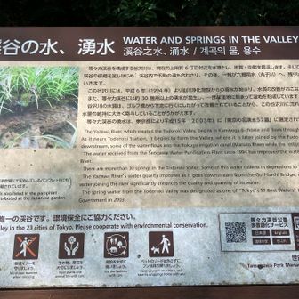 渓谷の水は湧水 30ヶ所以上から湧き出る