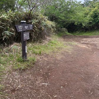 長尾山の山頂。開けてますがベンチ・眺望なし。