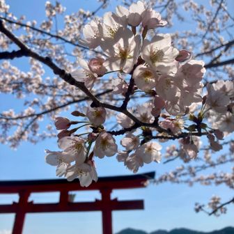 波の音と桜