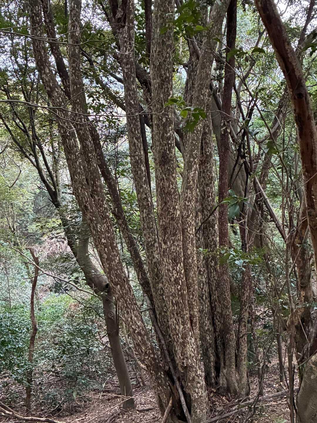 この木肌はなんだっけ？カゴノキ？
何人もの方が走るように下山されてくる。いつもの朝のお散歩という感じ。