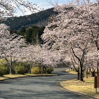 桜が朝よりも丸々してます