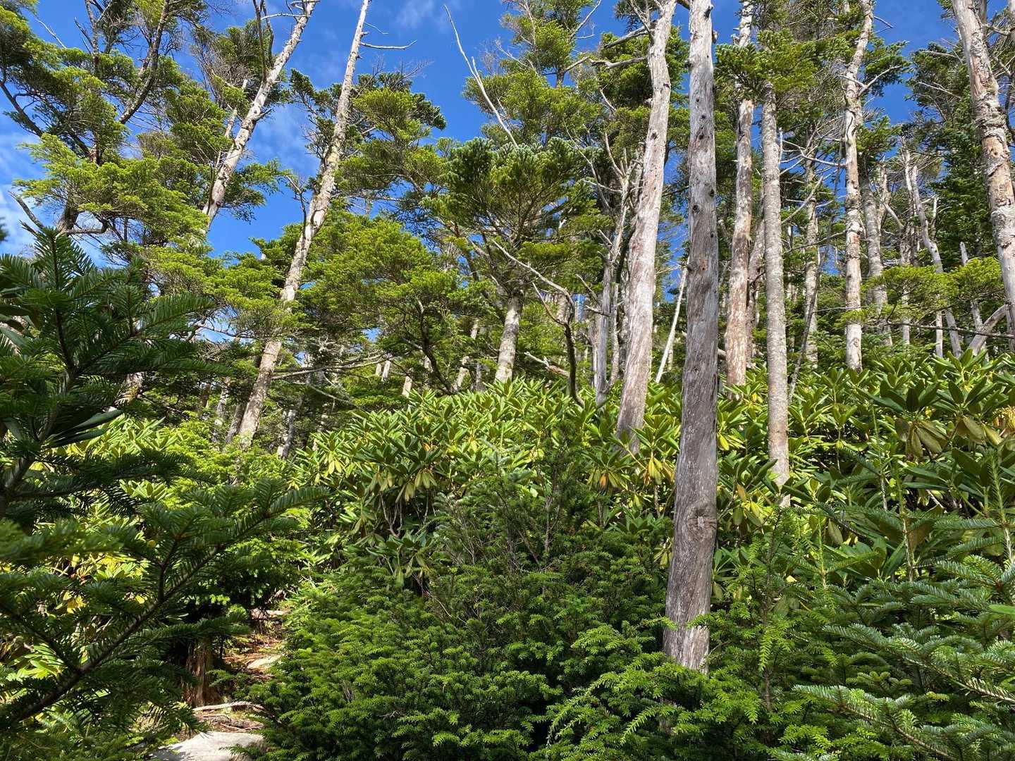 樹林が生い茂りすぎる登山道
