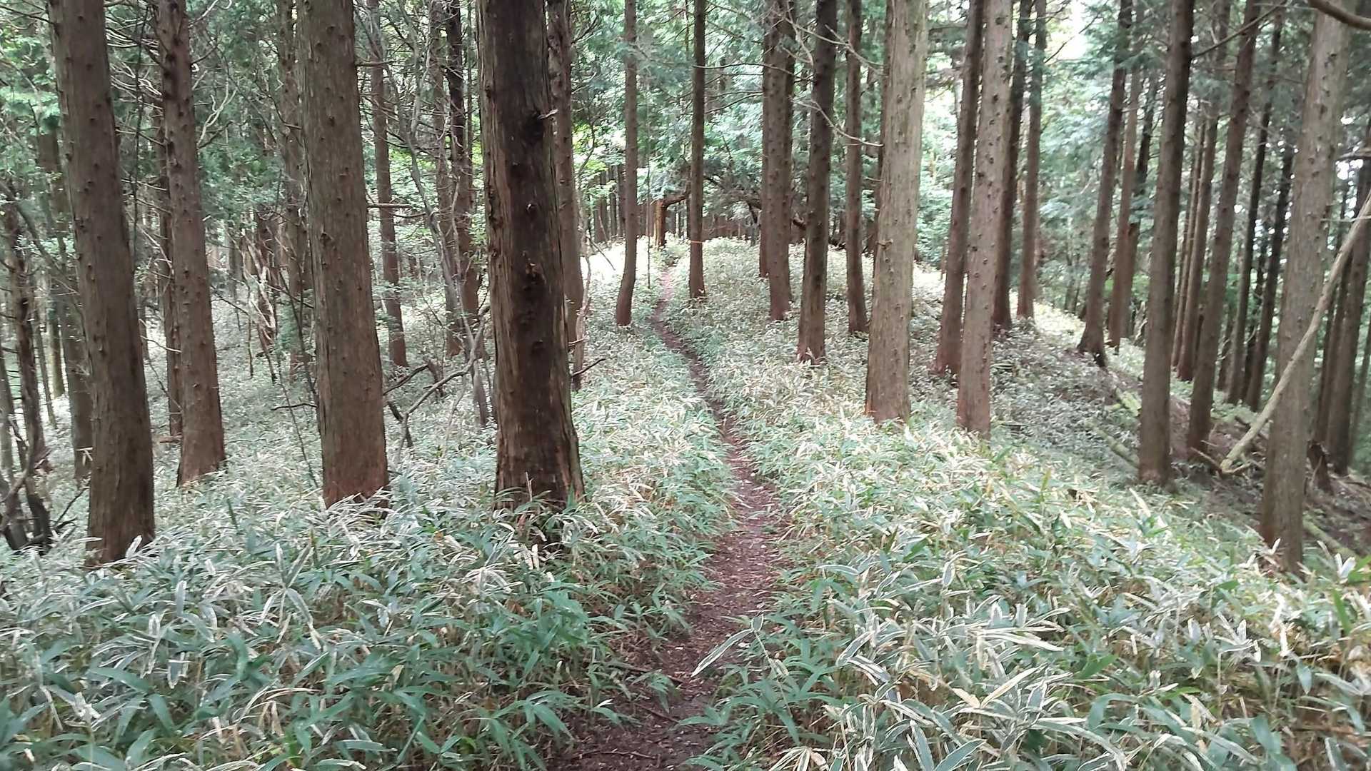 安心な登山道 もう少しで獅子ヶ森