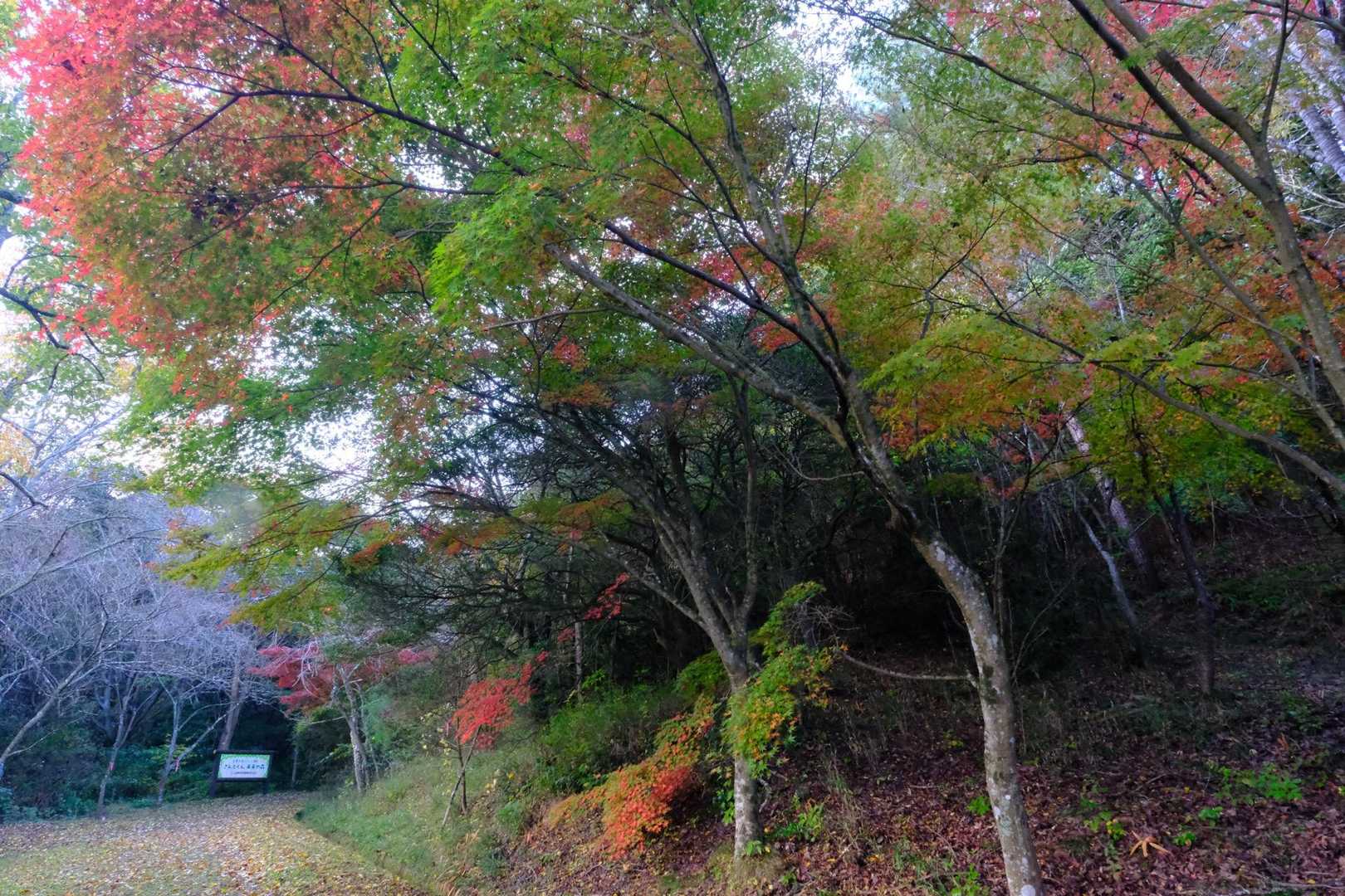 藤ノ木山自然公園
無料駐車場と和式トイレあります