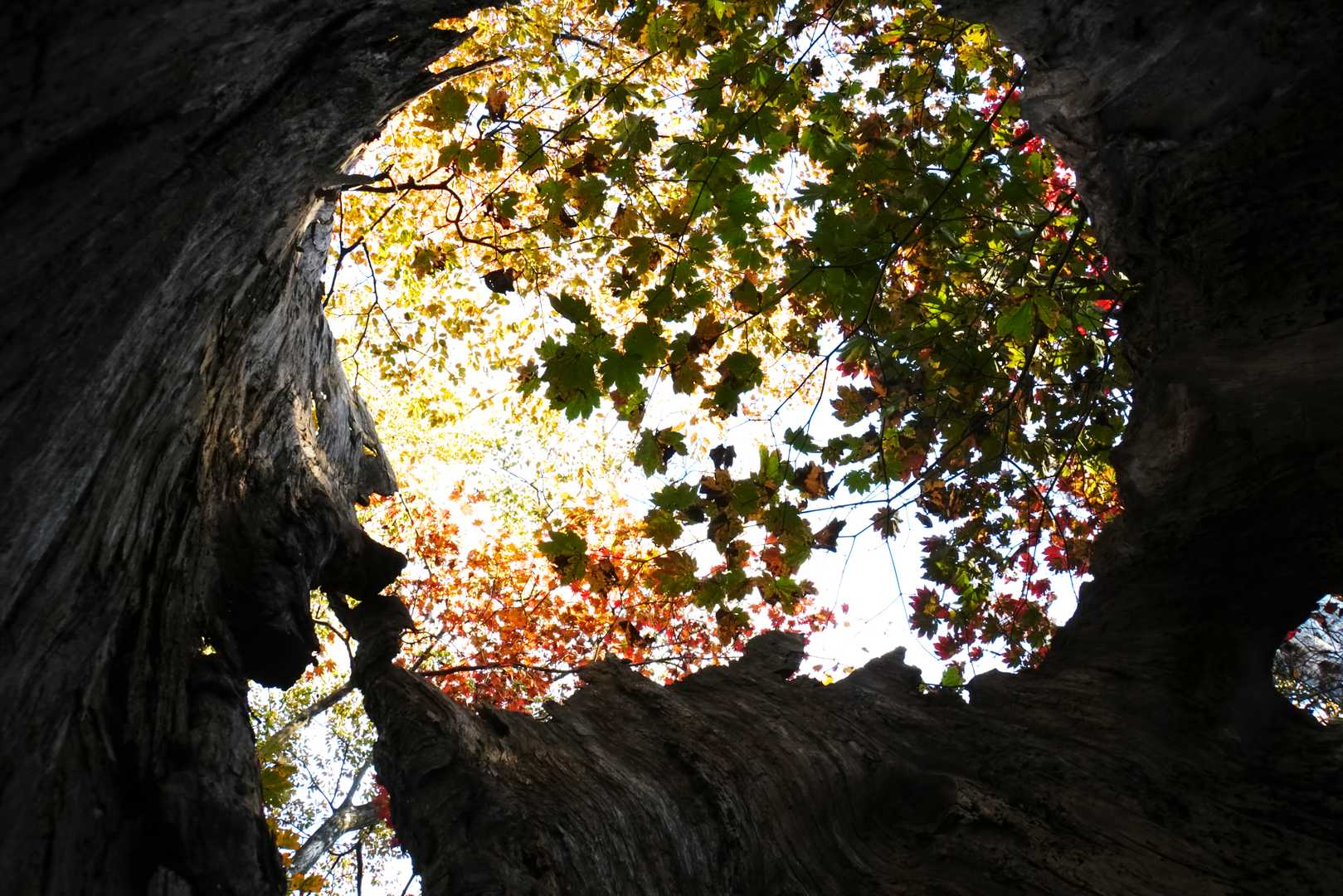 空洞から空を見上げます。