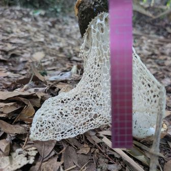 サイズ確認
（ものさし）を置いて見たよ
♡20センチを超えるとビックキヌガサタケ🍄と私達は言ってました(⁠~⁠￣⁠³⁠￣⁠)⁠~

✿最初の発見者が測った時は23センチだったと言ってました🙋