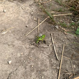文学の碑から戻て来ても、まだ産卵中でした。