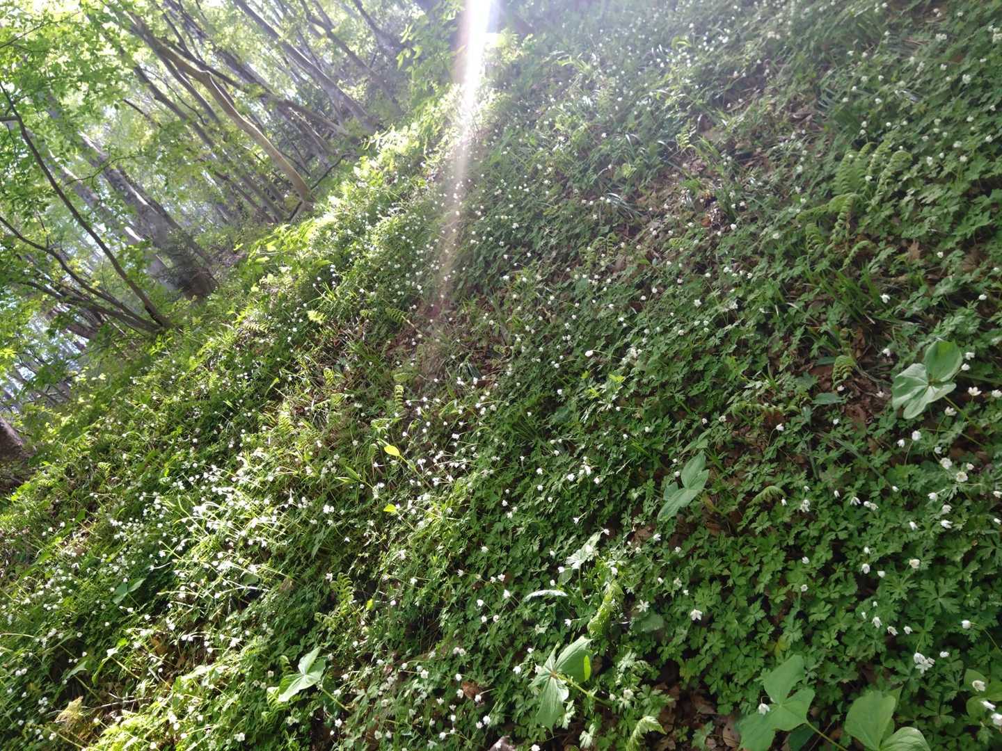 一面の☘️