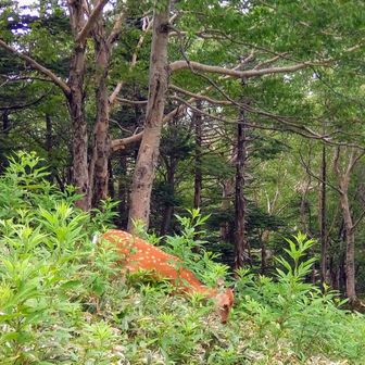 鹿🦌に乗って下山したいなぁ