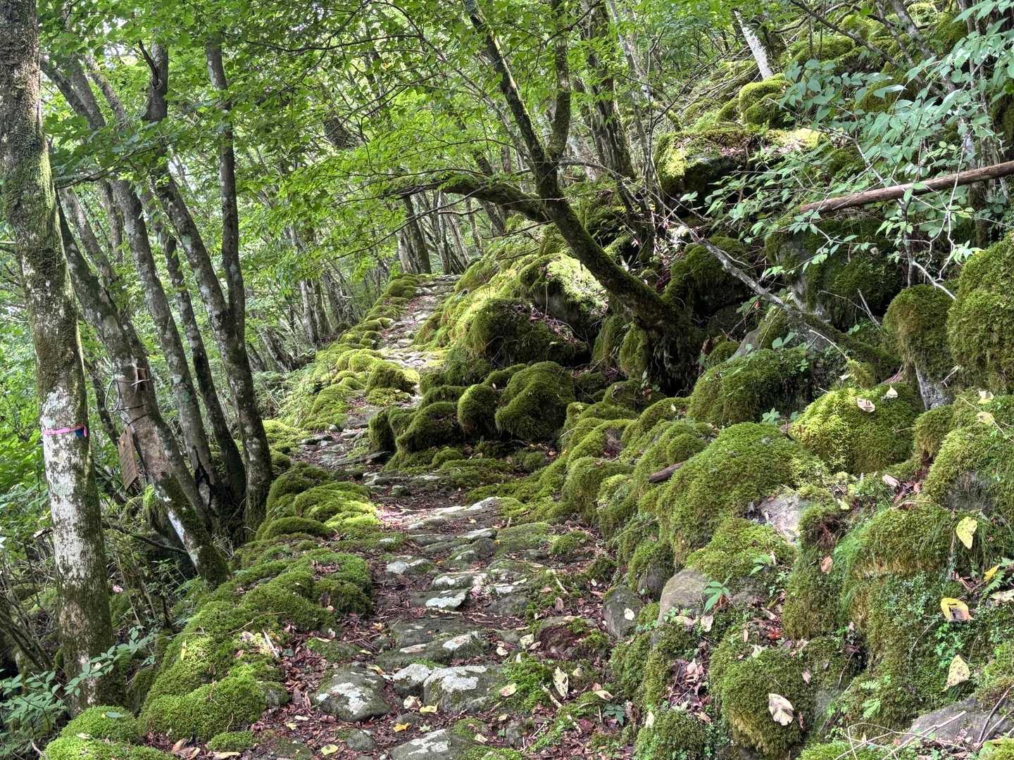 大洞山-大洞山-四ノ峰-倉骨峠-尼ヶ岳 往復コースの写真