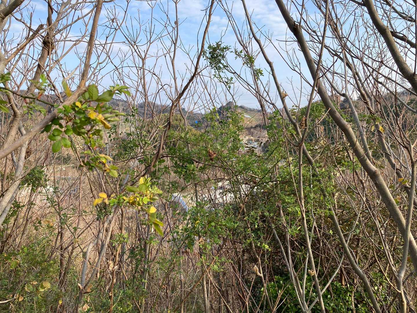 佐古田山の写真