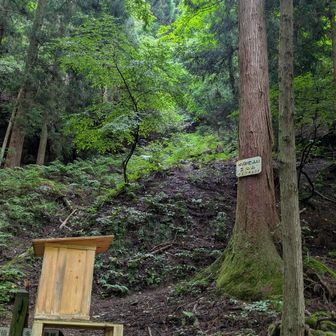 意を決して登山開始。
早速の急登。ゴチになりやす😆