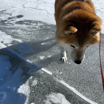 キレイなアイスバブルを探すぞー❣️