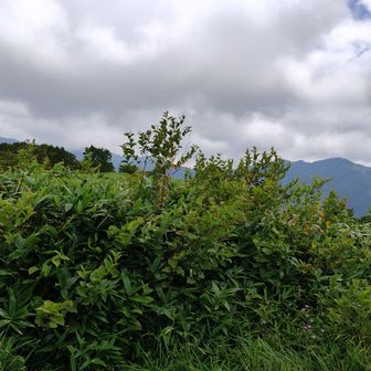エビ山山頂！少し広くなってます。一応展望あり。