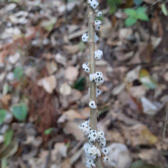 イワガネ😊可愛いお花が咲く😍