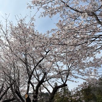 下山口でも桜🌸満開
オツカレでした！