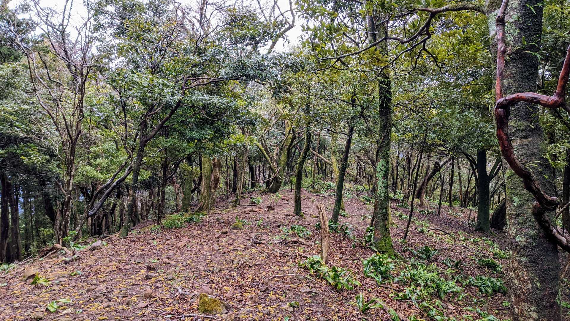 山頂には鹿の大群。慎重に歩いていると鹿に気付かれない🥷スマホを取り出そうとした時の音で気付かれて大慌てで逃げていきました😅