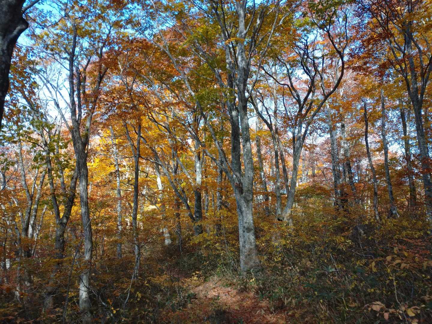 うがい清水登山口-駒ヶ岳 往復コースの写真