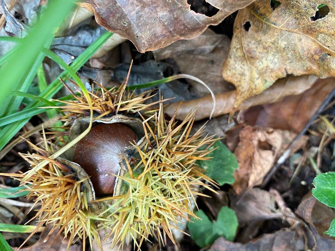 栗が落ちてた〜
クマも食べるかな？