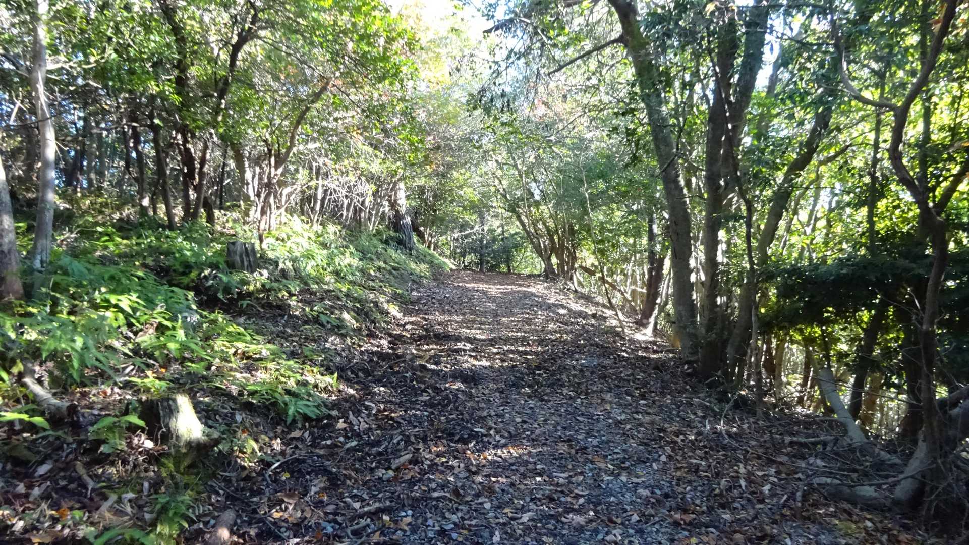 🍂　揖斐反射板(231.2m)手前の稜線を.....🏃💨