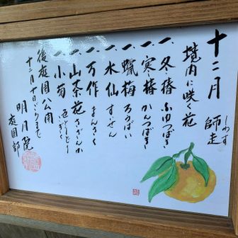 紫陽花以外にもお花がたくさんの明月院