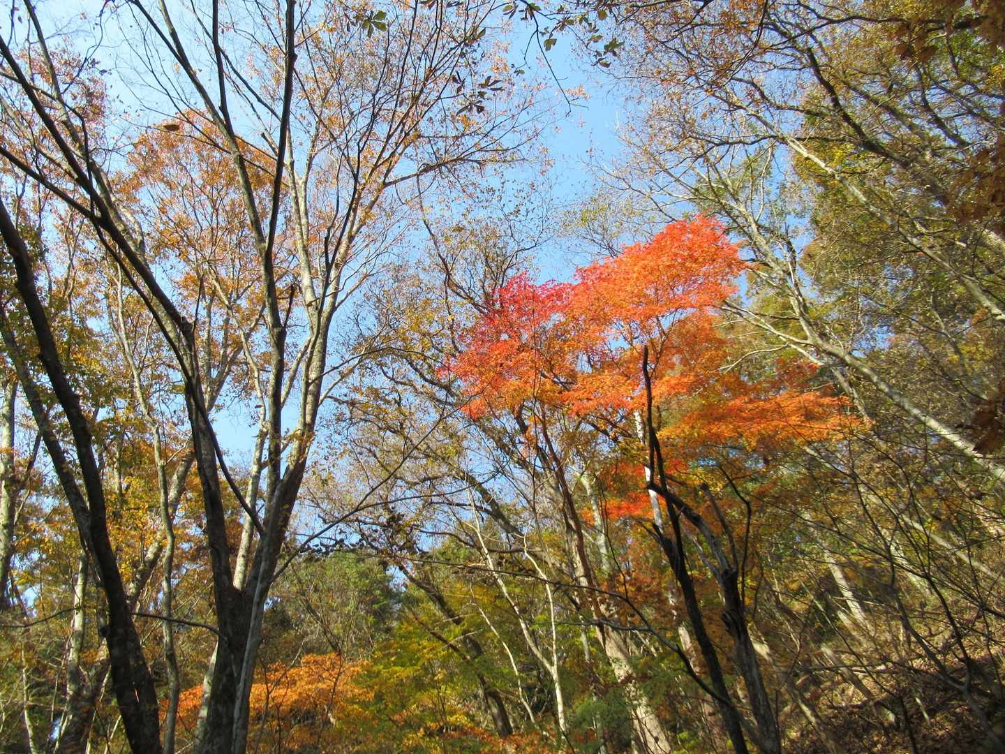 青空に紅葉
最高ですね！