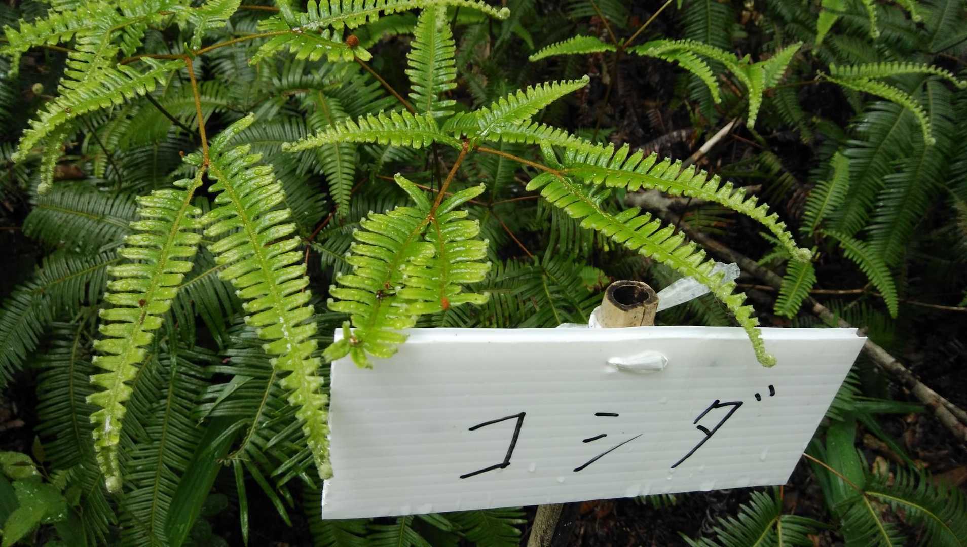 小籔は知ってたけど、コシダはしらなんだ😂