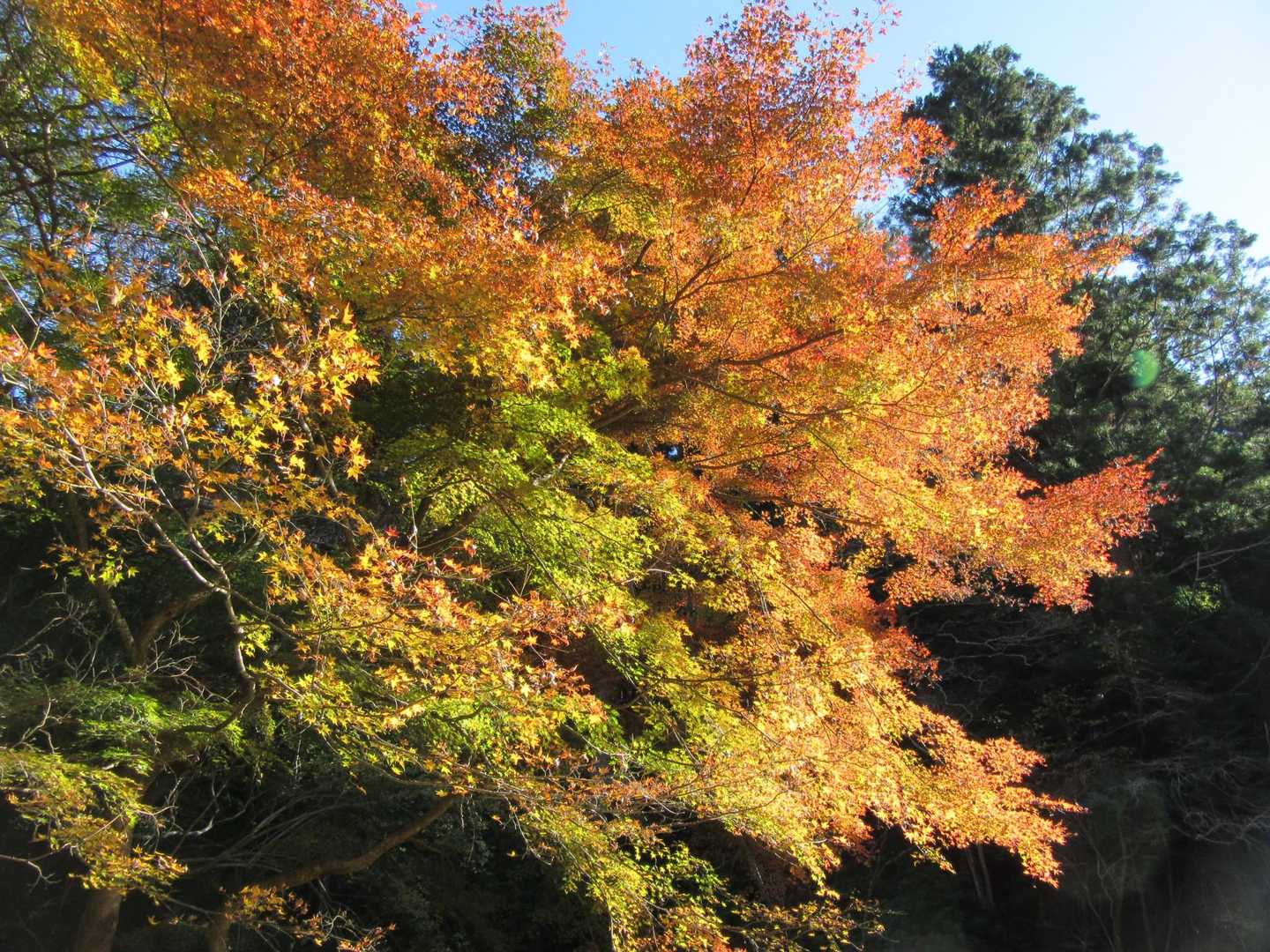 🍁