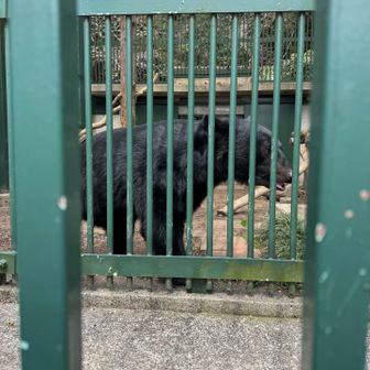 55才くらいのトヨくんは少し頭の毛も白くなってた🤍
めっちゃジーって見てきて、こちらがウォッチされてた感じがする😂
クンクン嗅いだけど獣の匂いもないのよね🐻
食べ物が果物とか木の実とかだと熊さんも匂いしないらしいです😳