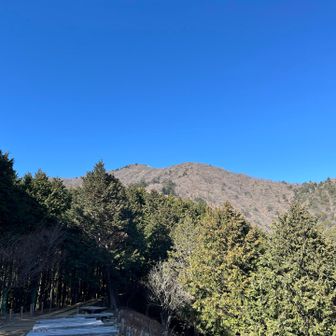 大山のニャーツ🐯