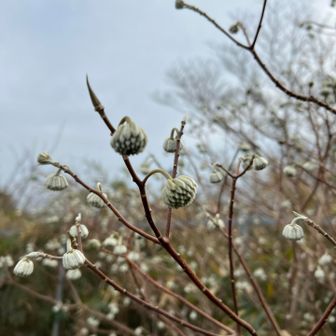 ミツマタのつぼみ🟡
今年もミツマタの時期が楽しみ♪