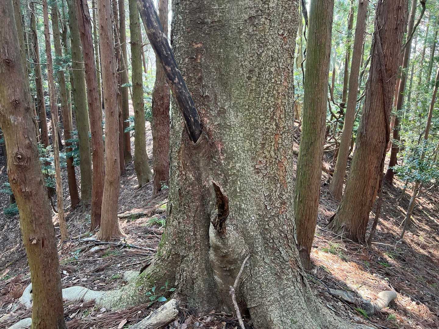 飲み込まれた木😆