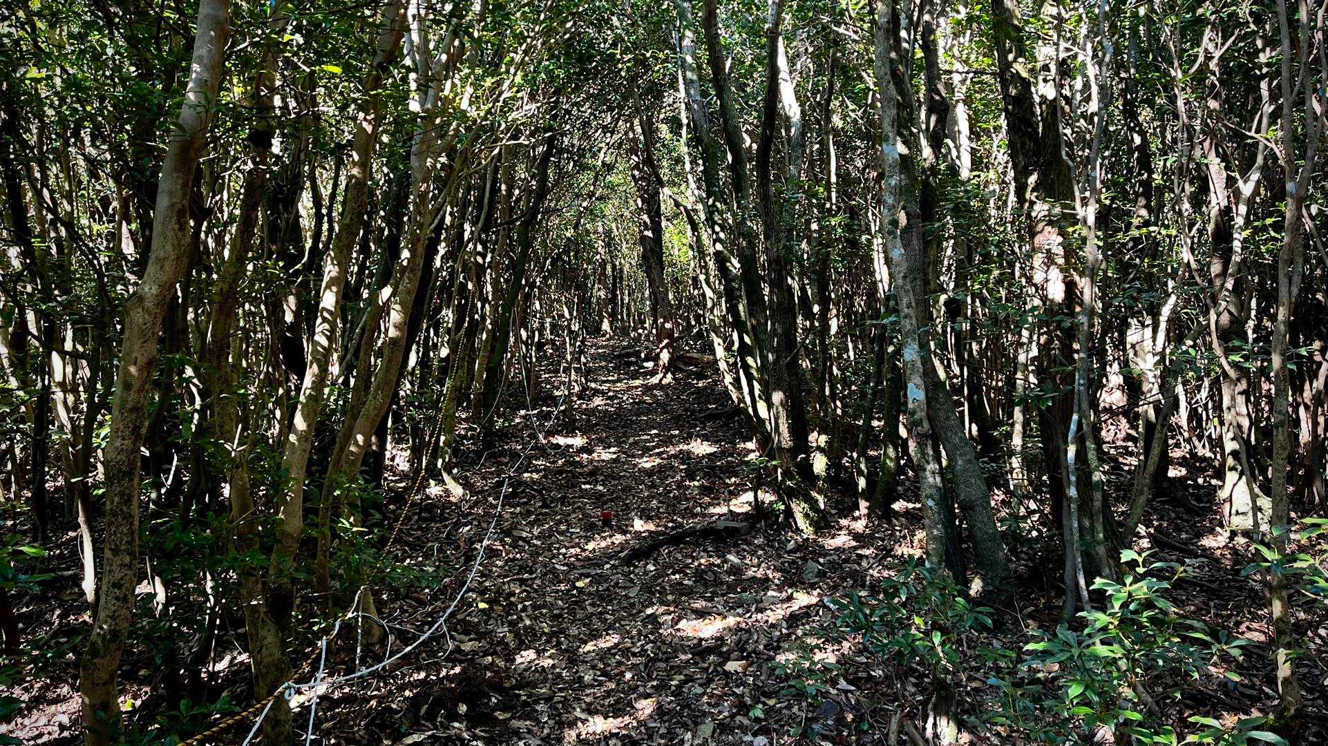 かなり分かりやすい 登山道
ロープは急登補助というより ルート案内設置