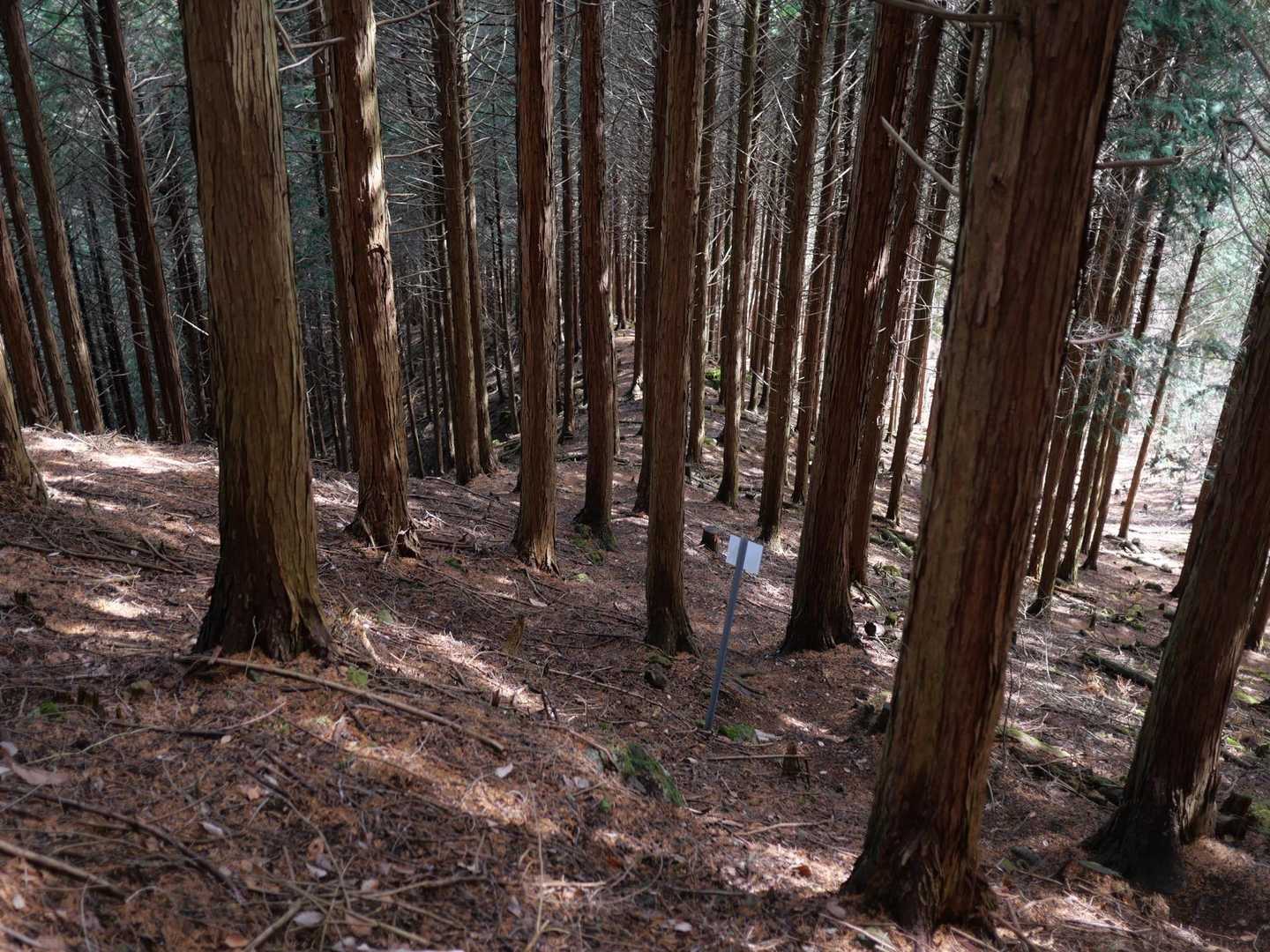 途中、福寿草地帯を通過した。写真的には、帰りの昼頃の方が花の開きがよく、登りで撮影したのは、没！