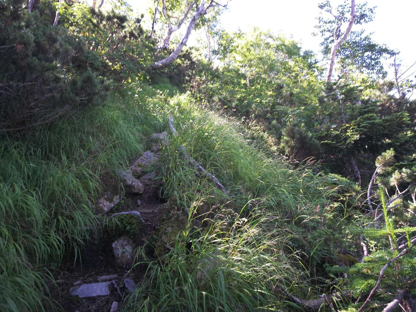 稜線に出る手前がきつかったです。