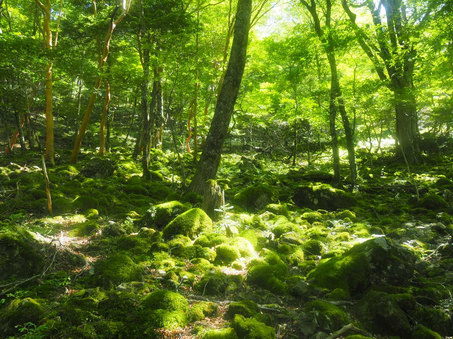 苔に陽の光が当たって美しい光景