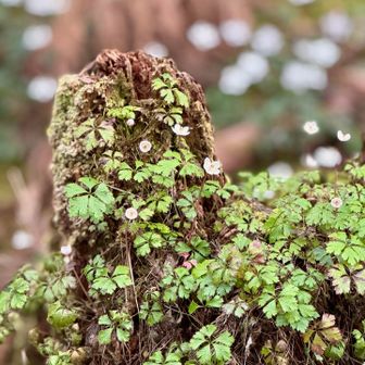 冷水山・百前森山・果無山 ずーっと写真撮ってる。どうやって撮ったらいいのか