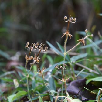 ゲンノショウコ
別名ミコシ草