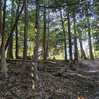 明るい林の中
鳥のさえずりだけが聞こえている