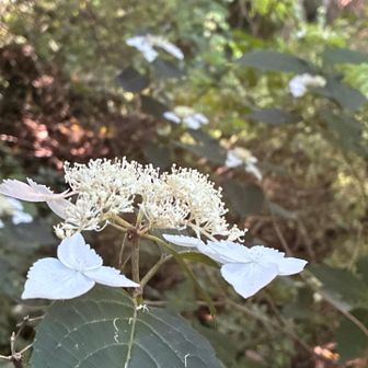 山紫陽花かな？