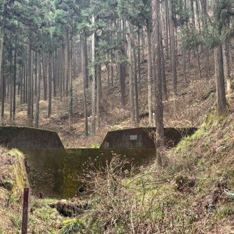 ミツマタが見えてきたぁ✨