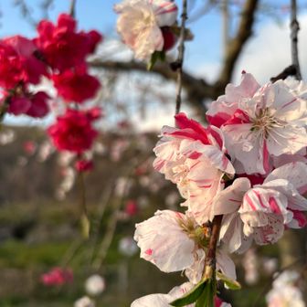 小田休憩所前で、ピンクと白が混ざったかわいい花を発見🌸