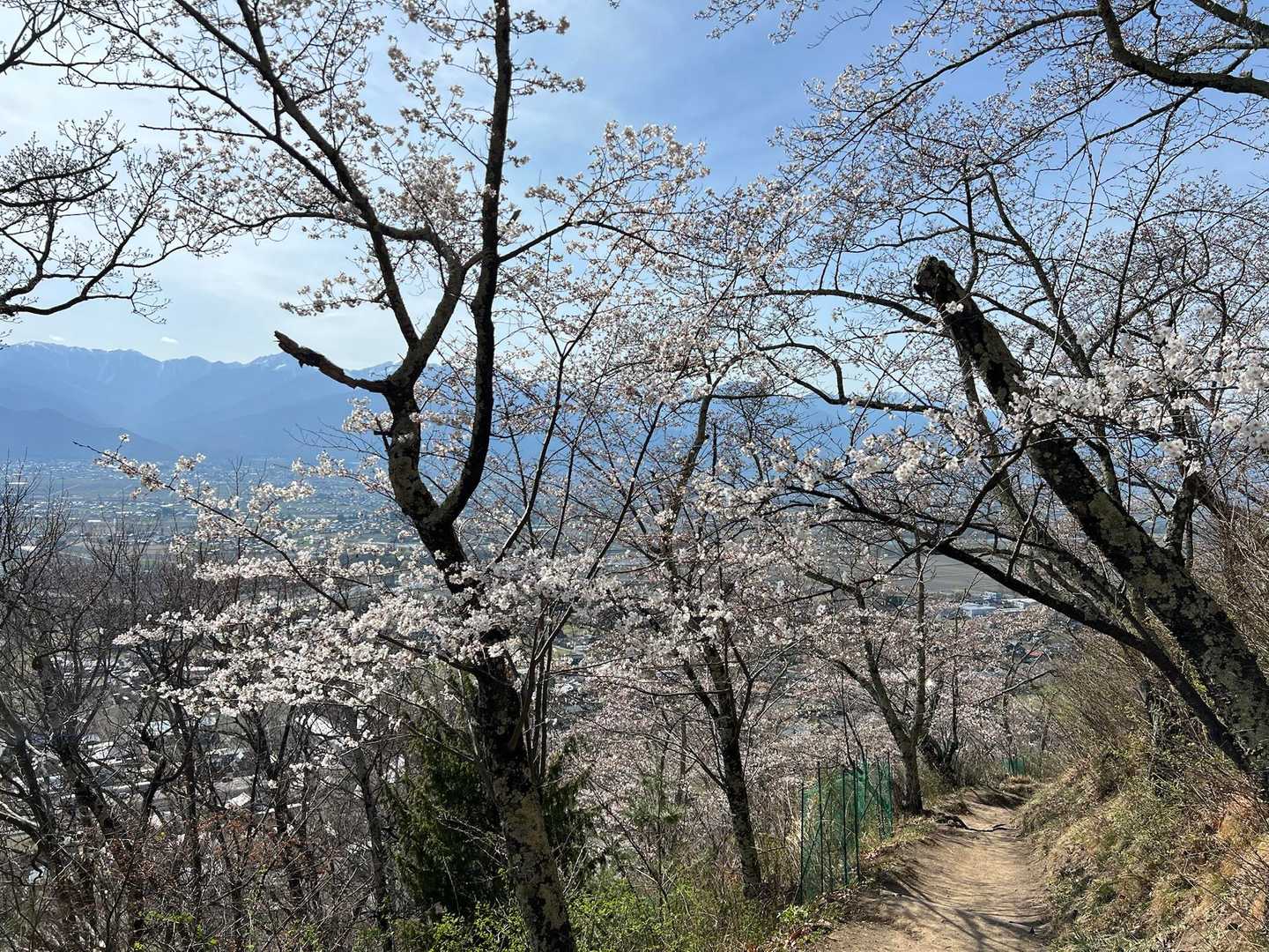 4分咲きぐらい？