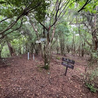 山頂はこんな感じ